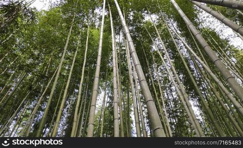 Arashiyama Bamboo Forest famous place in Kyoto Japan