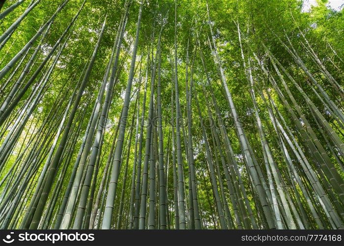 Arashiyama Bamboo Grove or Sagano Bamboo Forest, is a natural forest of bamboo in Arashiyama, landmark and popular for tourists attractions in Kyoto. Japan
