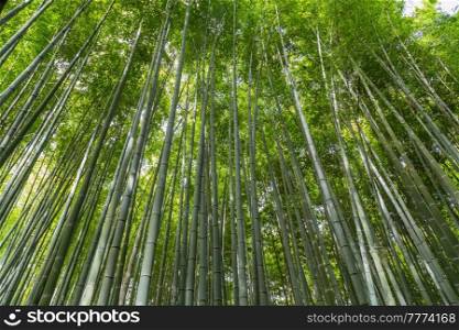 Arashiyama Bamboo Grove or Sagano Bamboo Forest, is a natural forest of bamboo in Arashiyama, landmark and popular for tourists attractions in Kyoto. Japan