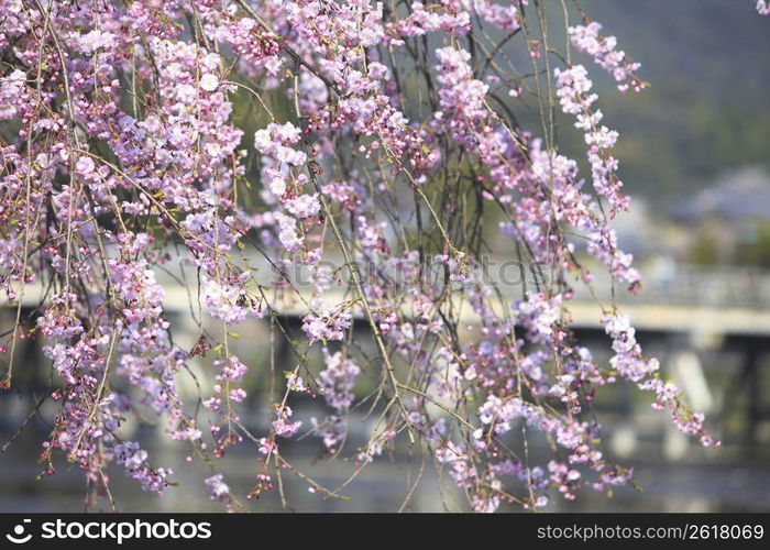 Arashiyama in Spring