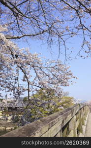 Arashiyama in Spring