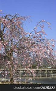 Arashiyama in Spring