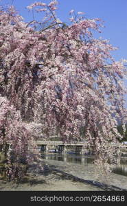 Arashiyama in Spring