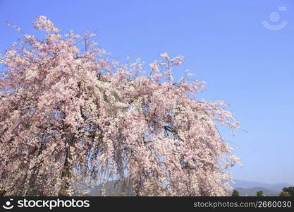 Arashiyama in Spring