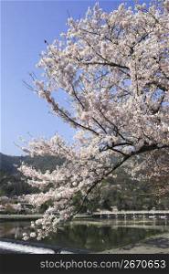 Arashiyama in Spring