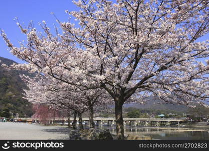 Arashiyama in Spring