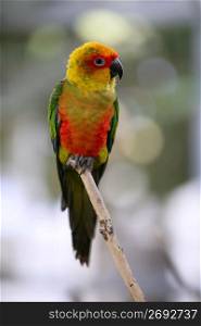 Aratinga solstitialis called Sun Conure little parrot