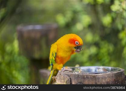aratinga solstitialis parrot hanging from a branch