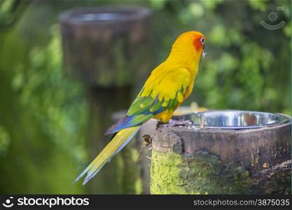 aratinga solstitialis parrot hanging from a branch