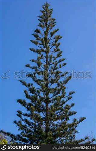 Araucaria angustifolia tree against blue sky loks like a perfetc giant christmas tree
