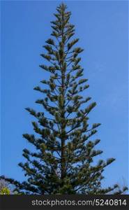 Araucaria angustifolia tree against blue sky loks like a perfetc giant christmas tree