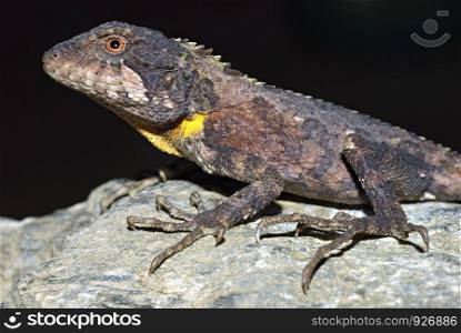 Arbor hill agama, Trapelus agilis. A very rare agamid rediscovered after 125 yrs in 2006 in North East, India, Arunachal Pradesh.