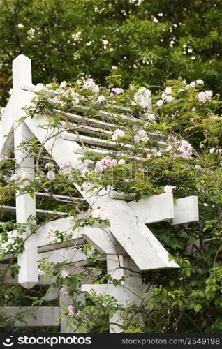 Arbor with blooming rose vine.