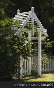 Arbor with rose bush and white picket fence on Bald Head Island, North Carolina.