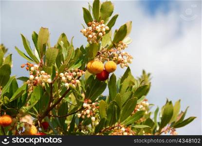 arbousier, tree in the south of France (Arbustus unedo)