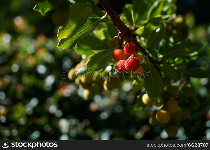 Arbutus tree, ripe strawberry tree fruits in Granada