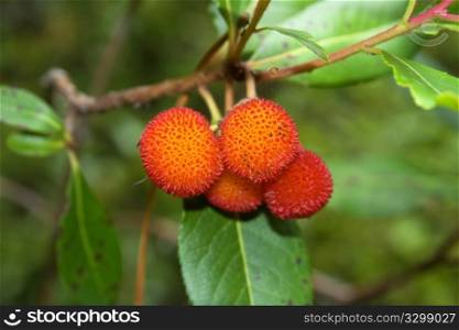 Arbutus unedo fruits