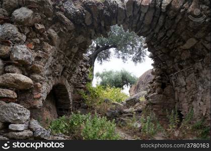 Arch and olive tree in Yediler monastery, Turkey