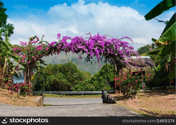 Arch of purple flowers in the garden at the entrance