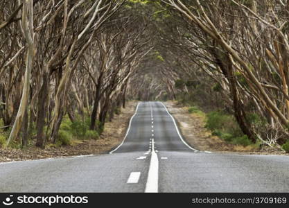 Arch of trees over country road creates powerful symbol of travel and journey; location is near Kingscote, Kangaroo Island, in South Australia. Road is Hogs Bay Road; Horizontal image;