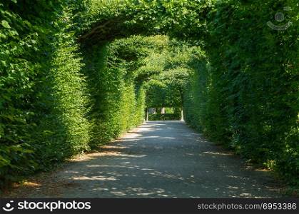 Arch with decorated plants in Schonbrunn garden in Vienna, Austria.