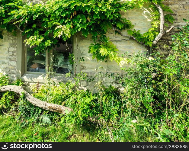 Architecture detail. Old stone house with small window and green trees ivy, village Bibury, England