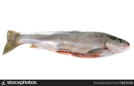 Arctic char in front of white background