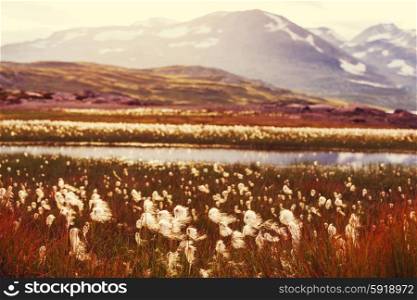 arctic cotton flowers