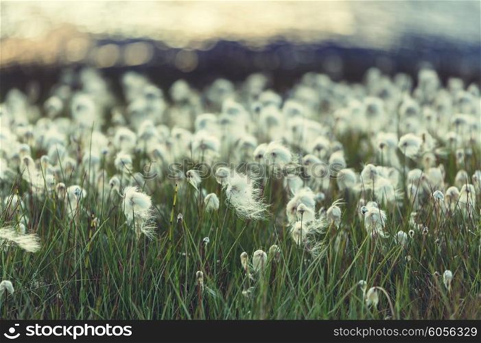 Arctic cotton flowers