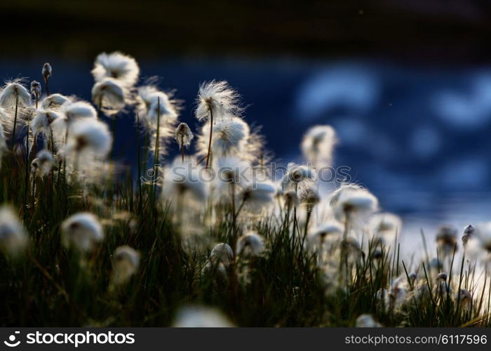 Arctic cotton flowers