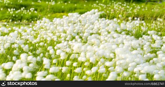 Arctic cotton grass (Eriophorum) field in Kamchatka. Horizontal shot