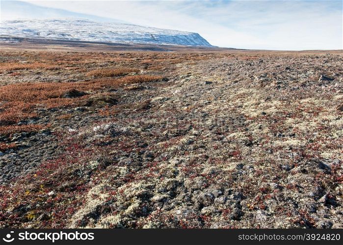 Arctic landscape in summer with lichen, vegetation and snowy mountain