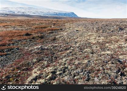 Arctic landscape in summer with lichen, vegetation and snowy mountain