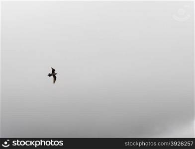Arctic skua, Stercorarius parasiticus, flying in front of a cloudy sky on the faroe islands