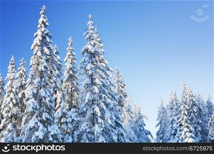 Arctic Spruce forest covered in snow.