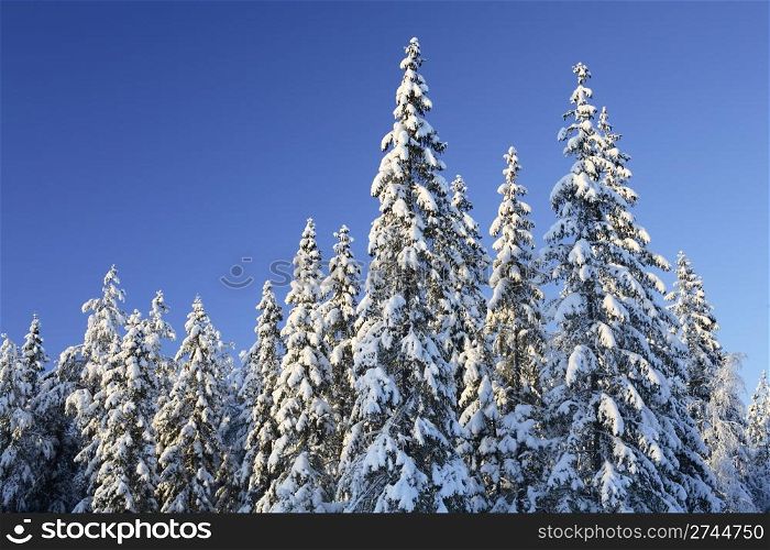 Arctic spruce forest in winter