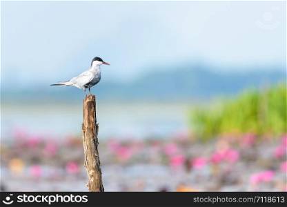 Arctic Tern bird or Sterna Paradisaea perching on a tree stump over the lotus pond at Thale Noi Waterfowl Park, Phatthalung, Thailand. Arctic tern bird at Thale Noi Waterfowl Park