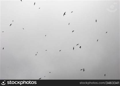 Arctic tern, Sterna paradisaea, flying overhead in front of a cloudy sky