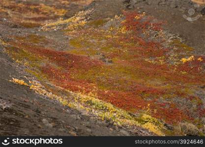 Arctic vegetation. Closeup of arctic tundra vegetation in summer and autumn in greenland with red and yellow colors