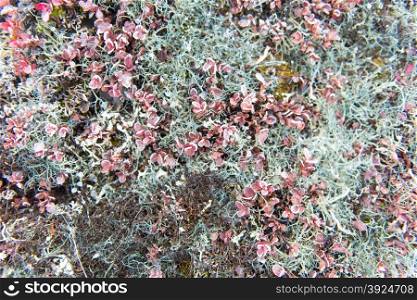 Arctic vegetation on Greenland in summer with lichen, moss, dwarf birch and other plants