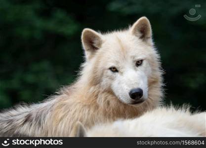 Arctic wolf (Canis lupus arctos), also known as the white wolf or polar wolf