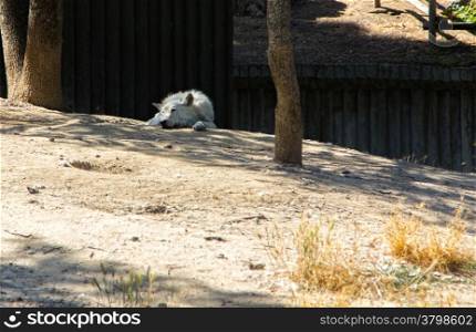 arctic wolf sleeping