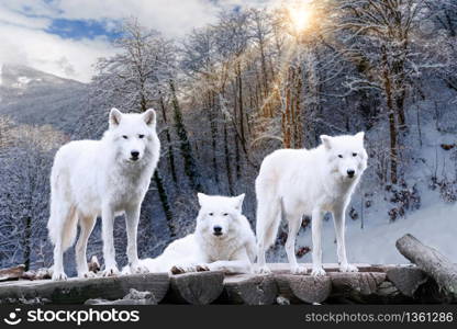 Arctic Wolves. White wolf in Winter Forest