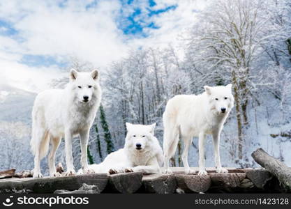 Arctic Wolves. White wolf in Winter Forest