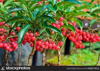 Ardisia Crenata ( Myrsinaceae ) plants small and bright red fruit