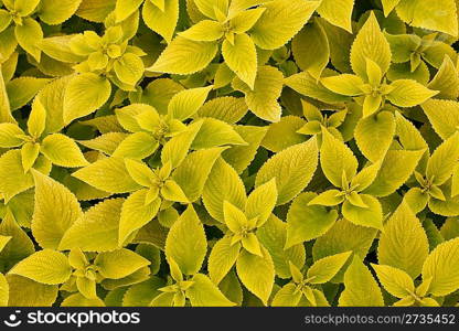 area bright green leaf coleus close-ups, macro