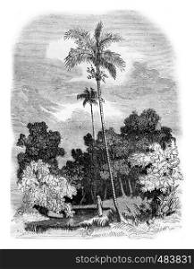 Areca palm, Areca catechu, vintage engraved illustration. Magasin Pittoresque 1836.