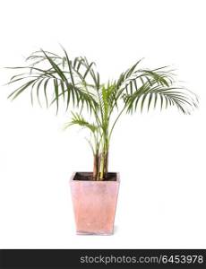 areca palms in front of white background