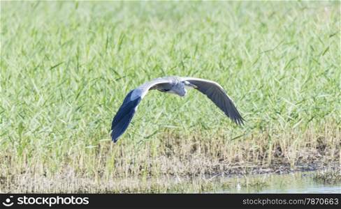 argea cinerea, grey heron flying field