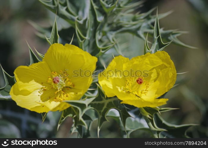 Argemone mexicana, Mexican poppy, Mexican prickly poppy, Flowering thistle is a species of poppy.